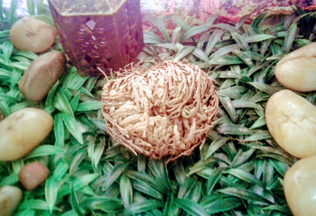 Rose of Jericho Flower (Small)