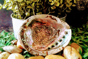 Large Abalone Sea Shell
